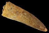 Spinosaurus Tooth - Real Dinosaur Tooth #163787-1